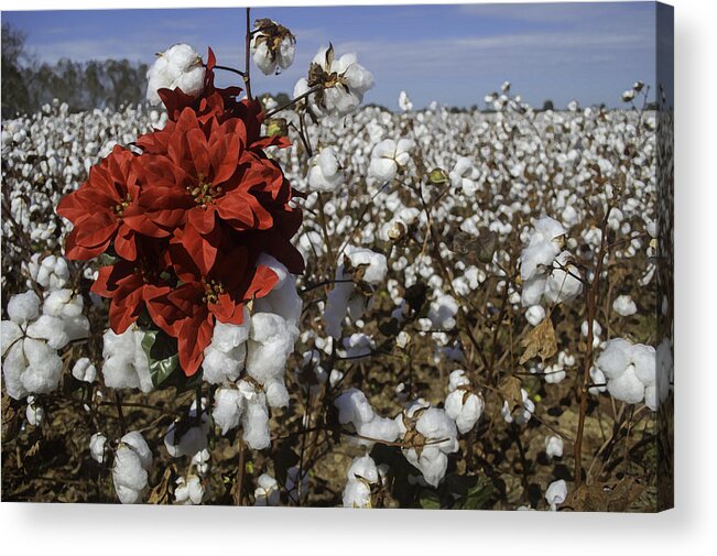 Christmas Acrylic Print featuring the digital art Red in the Cotton #1 by Michael Thomas