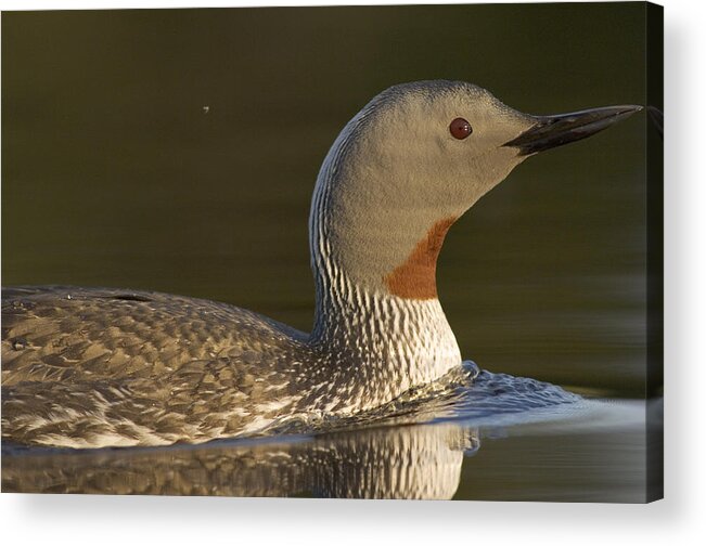 Feb0514 Acrylic Print featuring the photograph Red-throated Loon In Water Alaska #1 by Michael Quinton