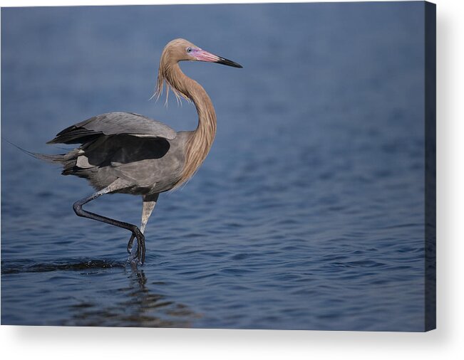 Feb0514 Acrylic Print featuring the photograph Reddish Egret Wading Texas #1 by Tom Vezo