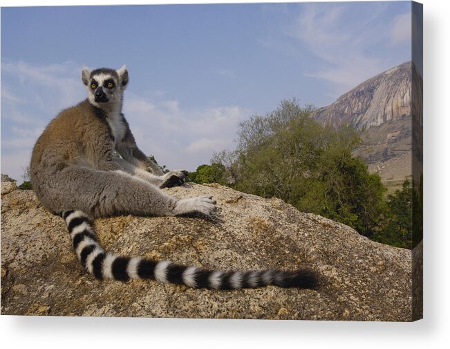 Feb0514 Acrylic Print featuring the photograph Ring-tailed Lemur Portrait Madagascar #1 by Pete Oxford