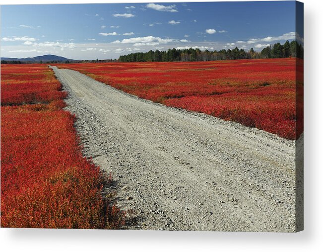 Feb0514 Acrylic Print featuring the photograph Road Through Autumn Blueberry Maine #1 by Scott Leslie