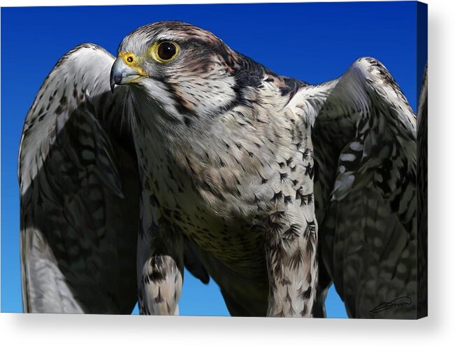 Saker Falcon Acrylic Print featuring the digital art Saker Falcon #1 by Owen Bell