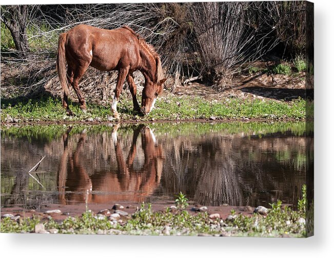 Horse Acrylic Print featuring the photograph Salt River Wild Horse #1 by Tam Ryan