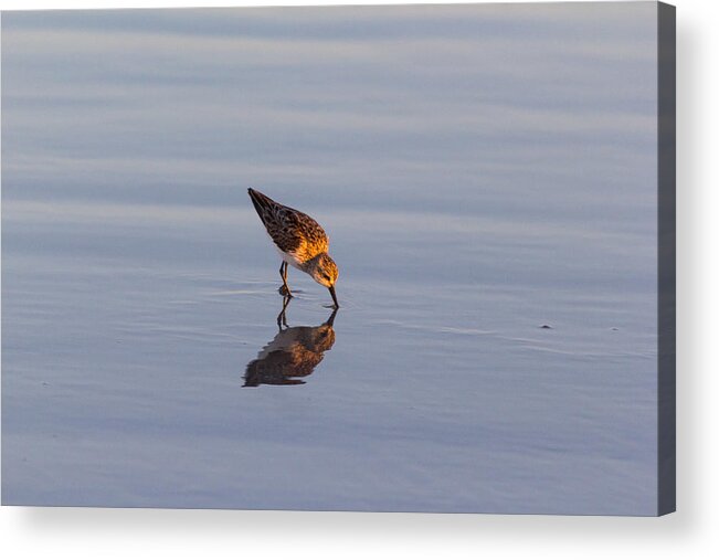 Sandpiper Acrylic Print featuring the photograph Sandpiper #1 by Gaurav Singh