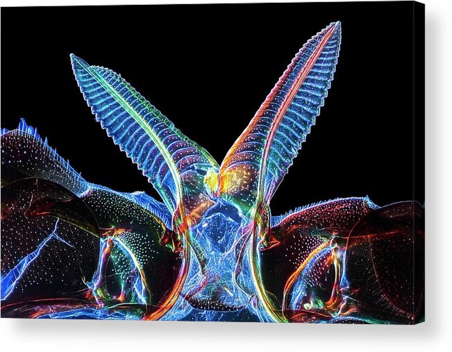 Arthropod Acrylic Print featuring the photograph Saw Of Sawfly #1 by Alfred Pasieka/science Photo Library