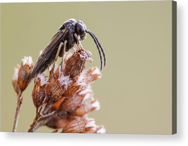 April Acrylic Print featuring the photograph Sawfly #1 by Heath Mcdonald