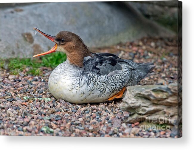 Anatidae Acrylic Print featuring the photograph Scaly-sided Merganser Hen #1 by Anthony Mercieca
