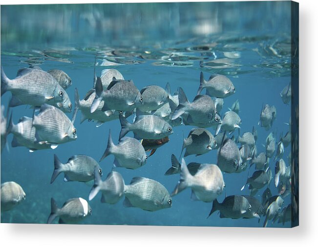 Underwater Acrylic Print featuring the photograph School Of Fish #1 by Danilovi