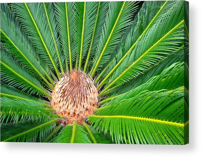 Green Acrylic Print featuring the photograph Sego #1 by Pat Exum