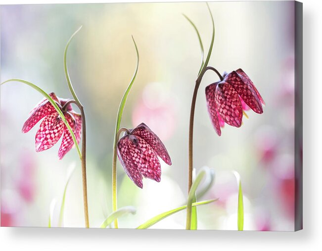 Floral Acrylic Print featuring the photograph Snakes Head Fritillary #1 by Mandy Disher