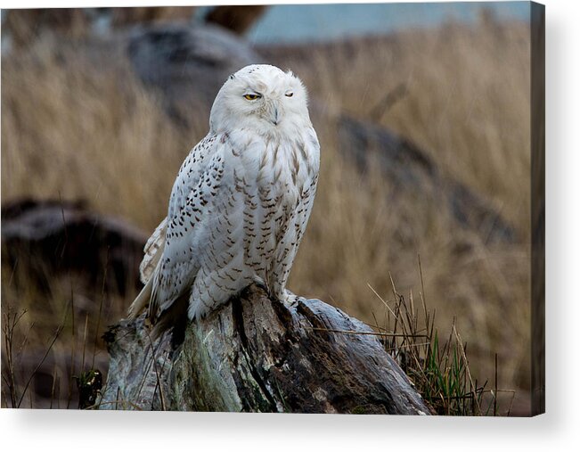 Snow Owl Acrylic Print featuring the photograph Snowy Owl #1 by David Yack