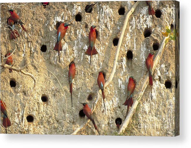 Horizontal Acrylic Print featuring the photograph Southern Carmine Bee Eaters #1 by Art Wolfe