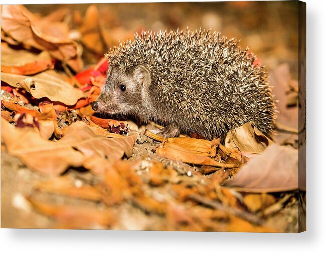 Eastern Acrylic Print featuring the photograph Southern White-breasted Hedgehog #1 by Photostock-israel