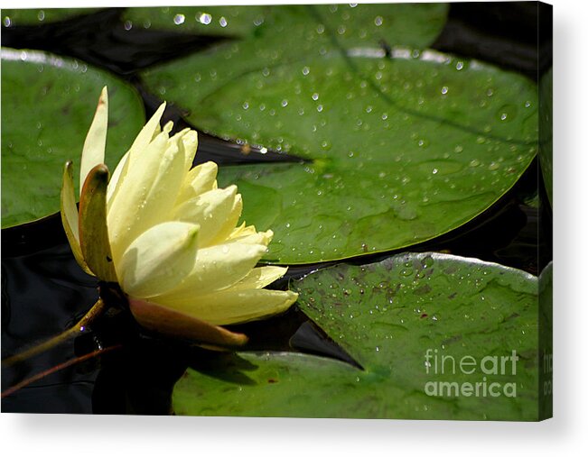Water Lily Acrylic Print featuring the photograph Sparkle #1 by Living Color Photography Lorraine Lynch
