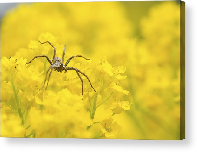 Spider Acrylic Print featuring the photograph Spider #1 by Jaroslaw Grudzinski