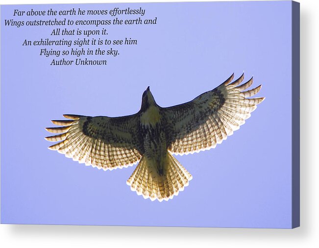 Hawk Acrylic Print featuring the photograph Spreading Her Wings #1 by Linda Segerson