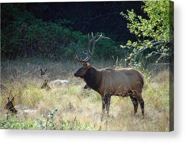 Elk Acrylic Print featuring the photograph Standing Watch #1 by Donna Blackhall