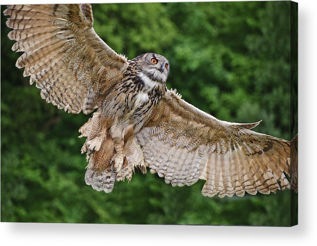 European Eagle Owl Acrylic Print featuring the photograph Stunning European eagle owl in flight #1 by Matthew Gibson