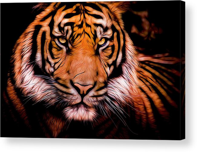 Animals Acrylic Print featuring the photograph Sumatran Tiger #1 by Chad Davis