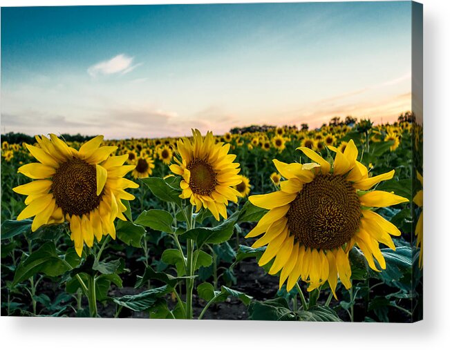 Blooming Acrylic Print featuring the photograph Sister Sunflowers by Melinda Ledsome