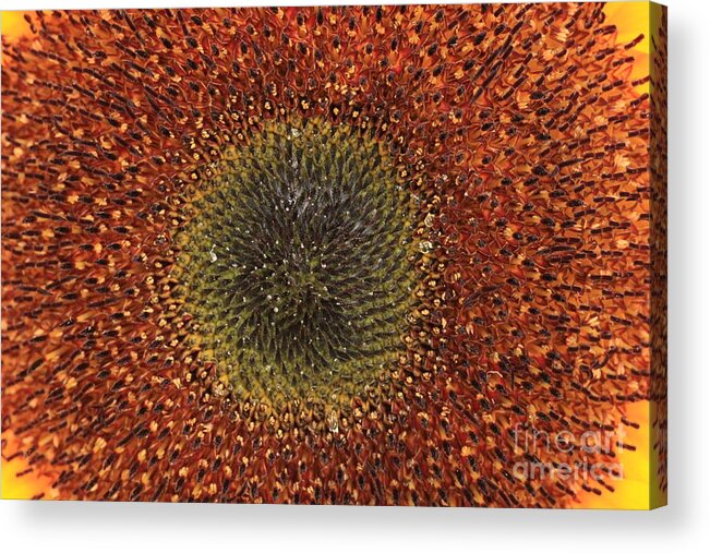 Background Acrylic Print featuring the photograph Sunflower Seeds by Amanda Mohler