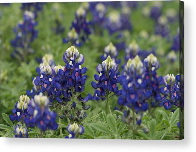Wildflowers Acrylic Print featuring the photograph Texas Bluebonnets #1 by Terry Burgess