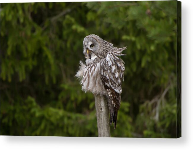 Great Gray Owl Acrylic Print featuring the photograph The Great Grey Owl by Torbjorn Swenelius