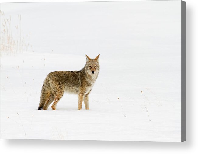 Coyote Acrylic Print featuring the photograph The Longest Season #1 by Sandy Sisti
