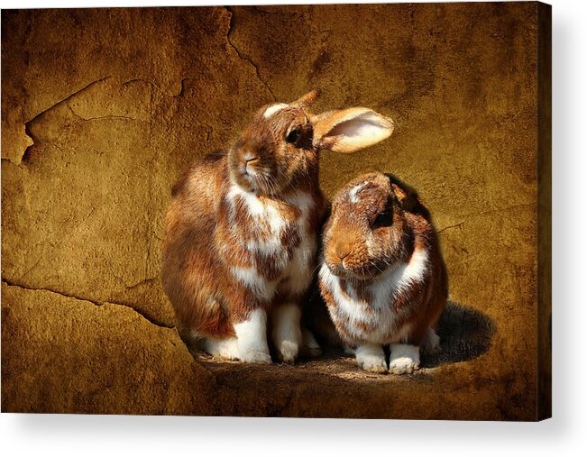 Rabbit Acrylic Print featuring the photograph The rabbit #1 by Heike Hultsch