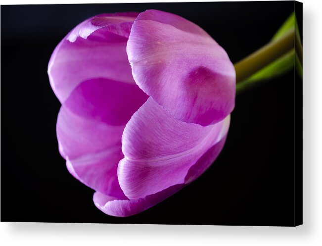 Black Acrylic Print featuring the photograph The Very Pink of Perfection by Christi Kraft