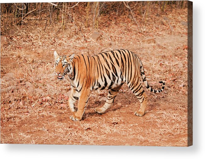 Alertness Acrylic Print featuring the photograph Tigress #1 by Ajay K Shah