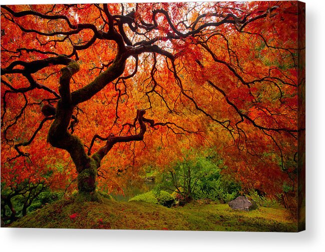 Autumn Acrylic Print featuring the photograph Tree Fire by Darren White