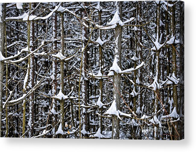 Winter Acrylic Print featuring the photograph Tree trunks in winter 1 by Elena Elisseeva