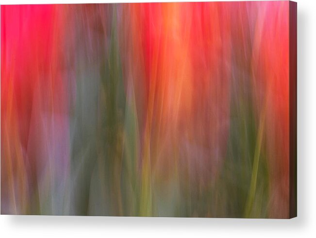 Abstract Acrylic Print featuring the photograph Tulip Waves #1 by Marion McCristall