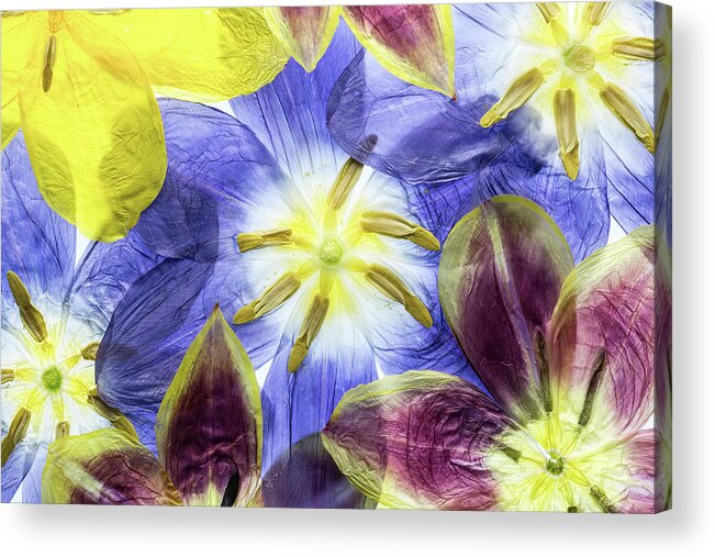 Tulip Acrylic Print featuring the photograph Tulips #1 by Mandy Disher