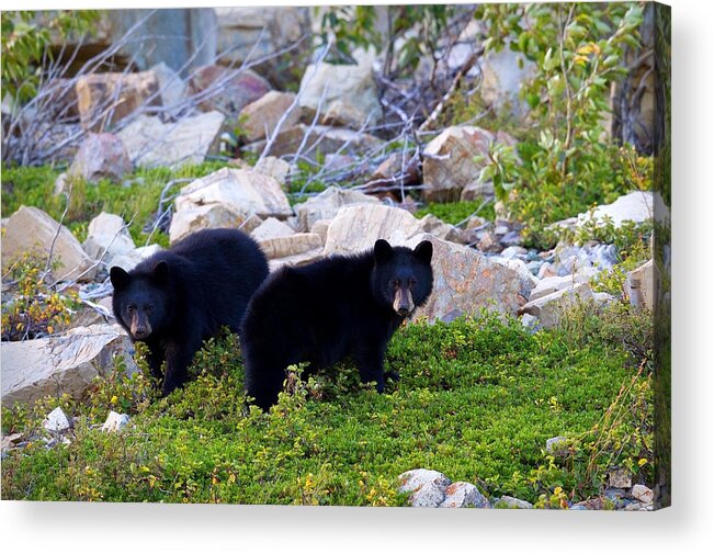 Black Bear Cubs Acrylic Print featuring the photograph Twins #1 by Aaron Whittemore