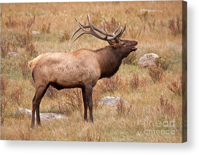 Autumn Acrylic Print featuring the photograph Wapiti Elk in Rocky Mountain National Park #1 by Fred Stearns