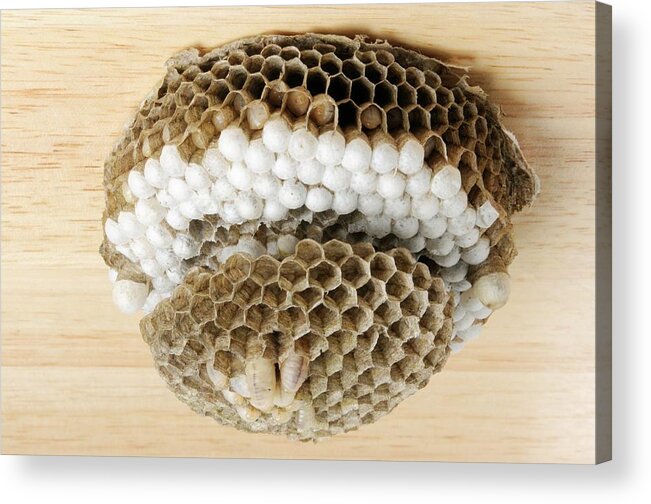 Common Wasp Acrylic Print featuring the photograph Wasp Nest #1 by Cordelia Molloy