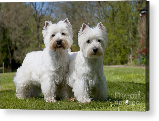 Dog Acrylic Print featuring the photograph West Highland White Terriers #1 by John Daniels