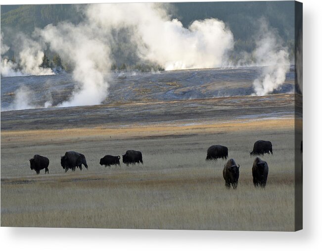 Yellowstone Acrylic Print featuring the photograph Where the Buffalo Roam by Bruce Gourley