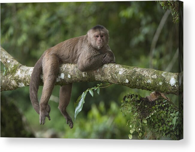 Pete Oxford Acrylic Print featuring the photograph White-fronted Capuchin Puerto by Pete Oxford
