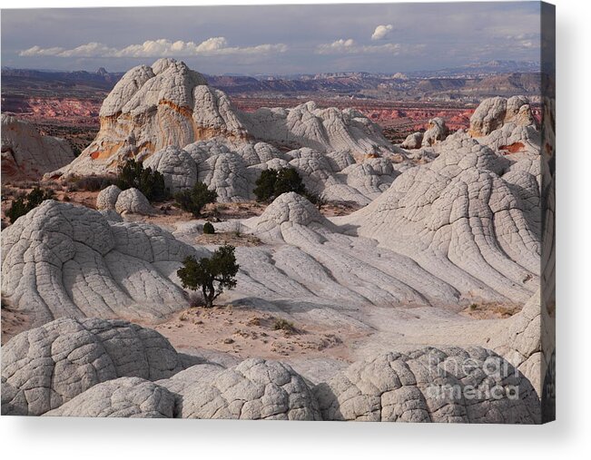 White Pocket Acrylic Print featuring the photograph White Pocket #1 by Bill Singleton