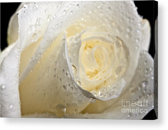 Beautiful Acrylic Print featuring the photograph White Roses #1 by Gunnar Orn Arnason
