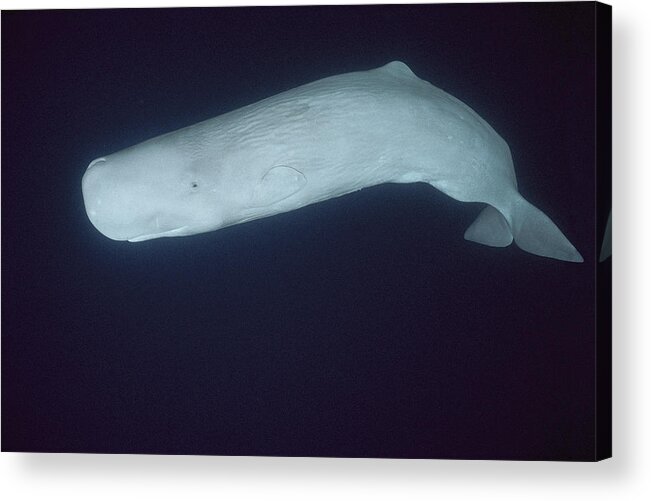 Feb0514 Acrylic Print featuring the photograph White Sperm Whale Azores Islands #1 by Hiroya Minakuchi