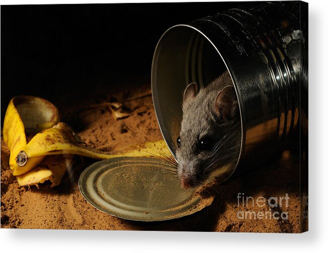 Rat Acrylic Print featuring the photograph White-throated Woodrat #1 by Scott Linstead