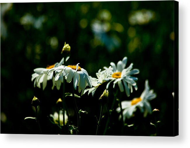 Flowers Acrylic Print featuring the photograph Wide Open #1 by Karol Livote