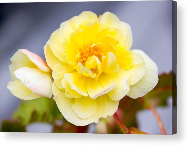 Yellow Flower Acrylic Print featuring the photograph Yellow Flower #1 by Susan Jensen