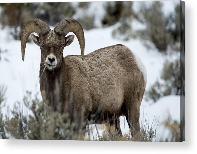 Animal Photography Framed Prints Acrylic Print featuring the photograph Yellowstone Ram #1 by David Yack