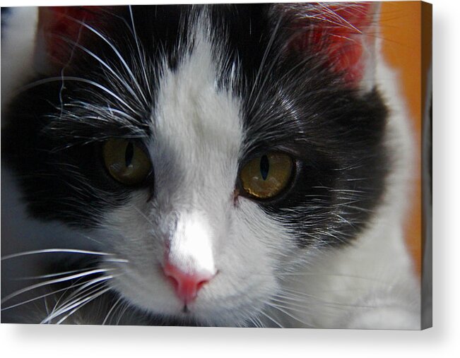 Cat Acrylic Print featuring the photograph Yue up close #1 by Andy Lawless