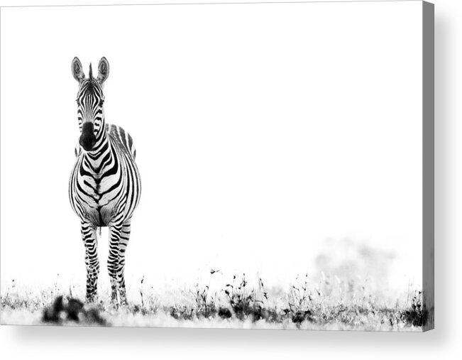 Africa Acrylic Print featuring the photograph Zebra Facing Forward Washed Out Sky Bw #1 by Mike Gaudaur